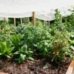 A thriving vegetable garden under a white shade cloth, bathed in warm, bright midday sun